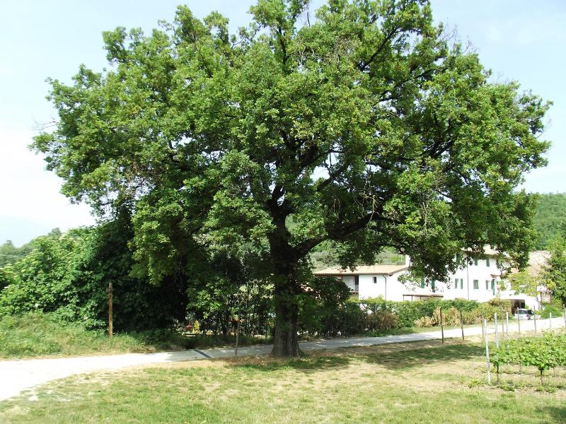 Agriturismo Ca' Castellani - image 29