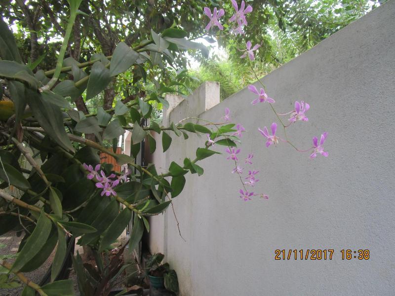 Coconut Surf Inn - image 16