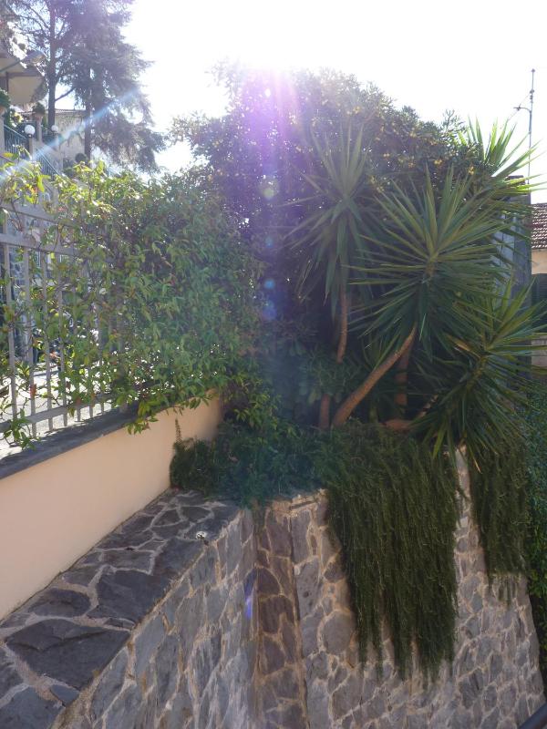 La Gerbera - image 24