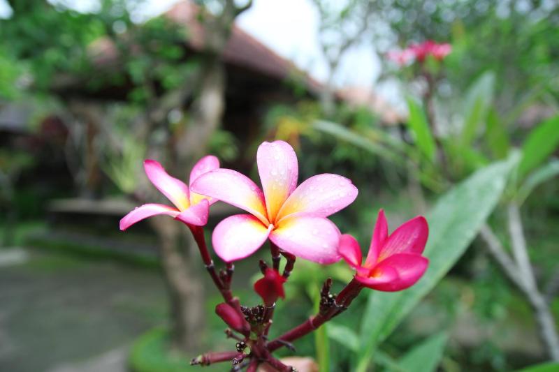 Sedana Jaya - image 11