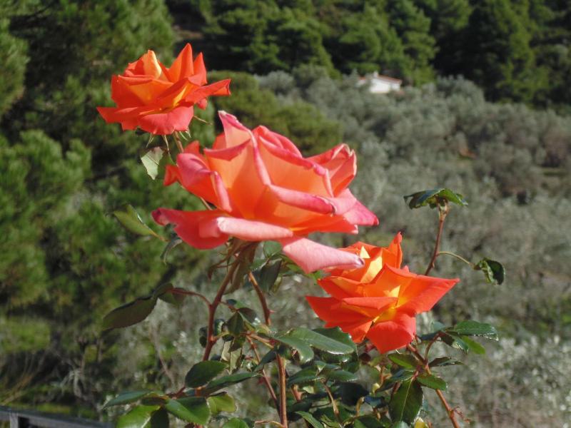 Skiathos Diamond - image 37