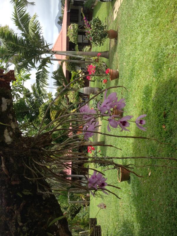 Le bungalow des bougainvilliers - image 6
