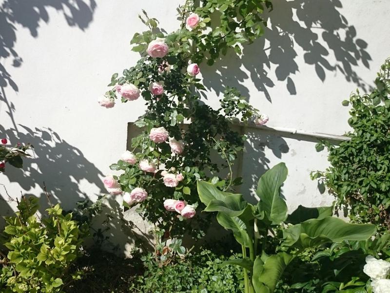 Le Clos Chez Michel - image 34