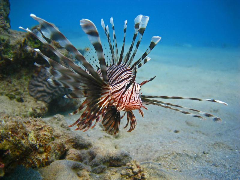 Oonas Dive Club - image 9