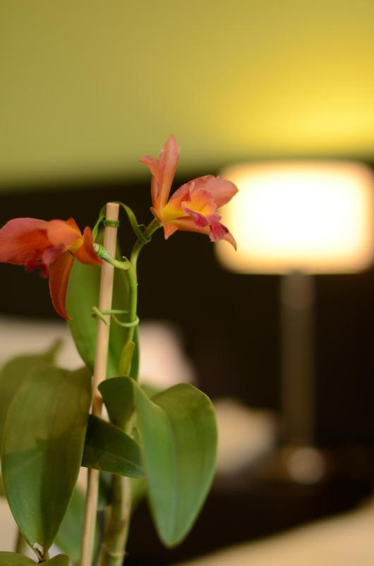 Grand Crucero Hotel - image 24
