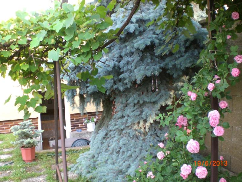 pension Kalik Images