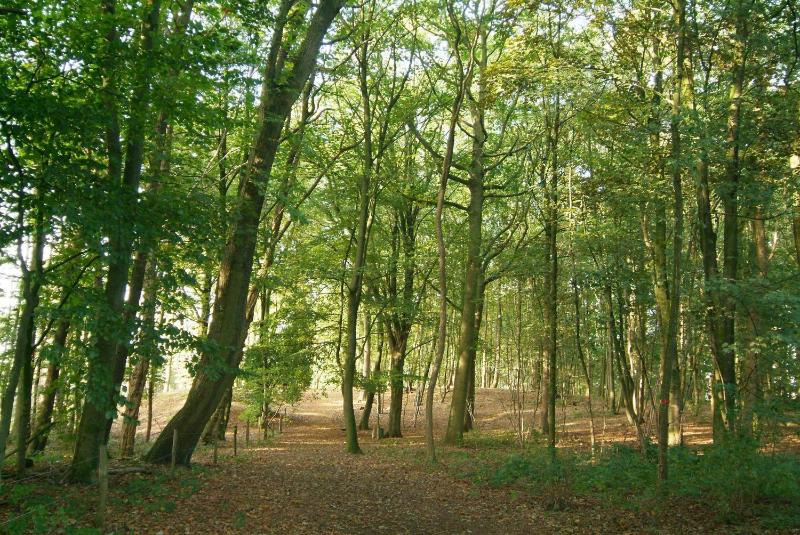 Classic Twin Room with Forest View image 2