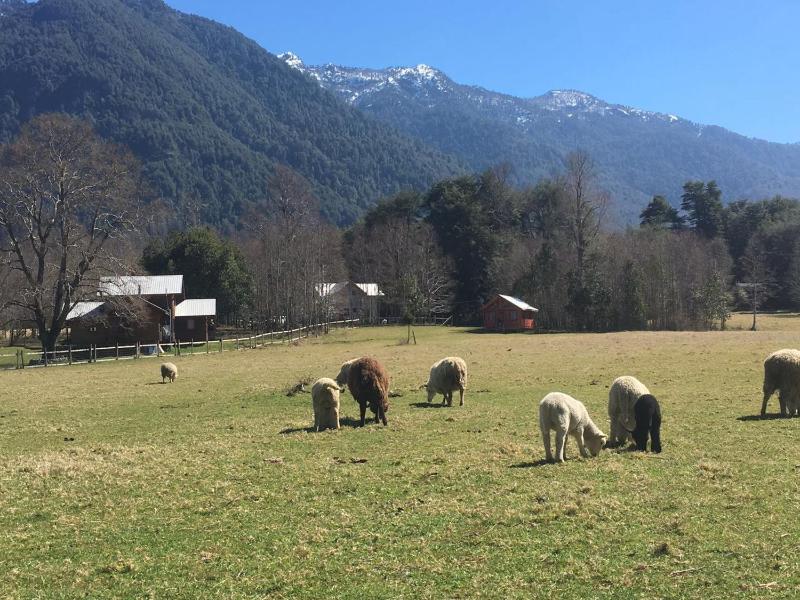 Cabañas Los Canelos Pucon Hermosa Granja de 20 hectaréas a orillas del Río Liucura - image 32