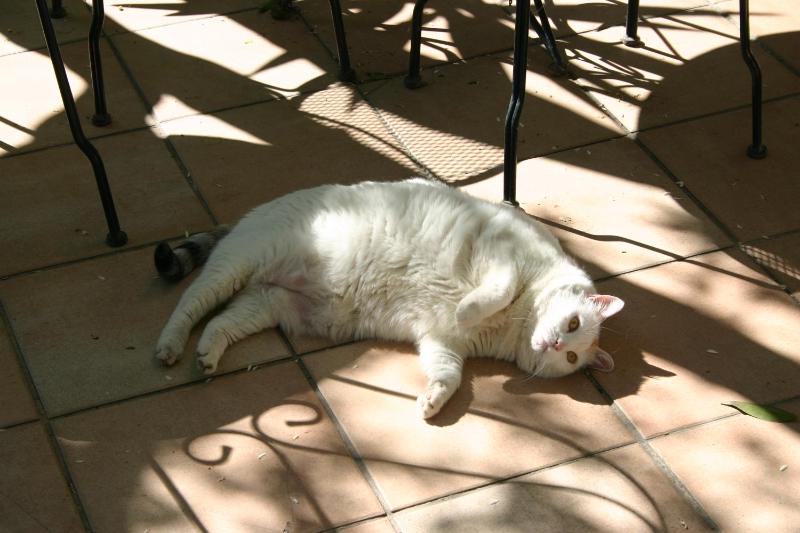 Villa Gaia - image 39