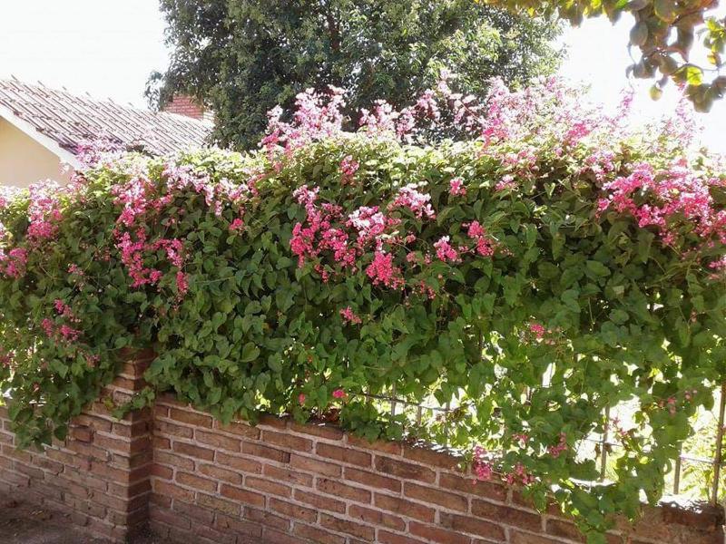 Casa de Silvia - image 6