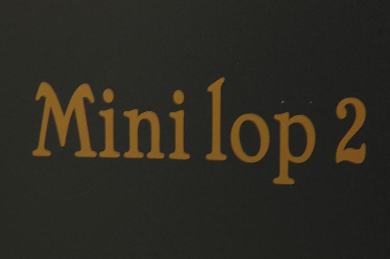 Studio - Mini lop image 4