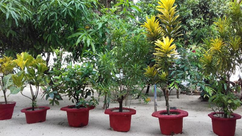 Marari Coastal Dreams Home Stay - image 3