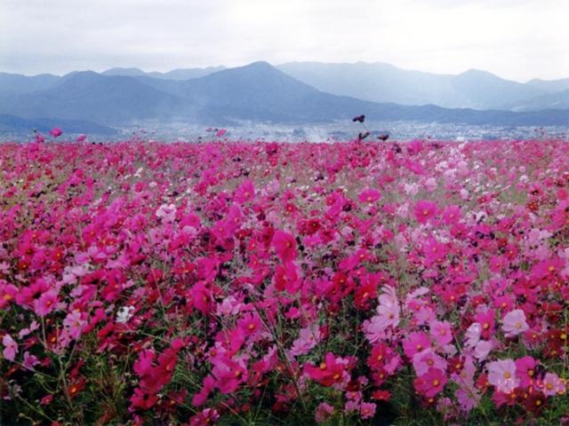 Shirakabako View Hotel - image 27