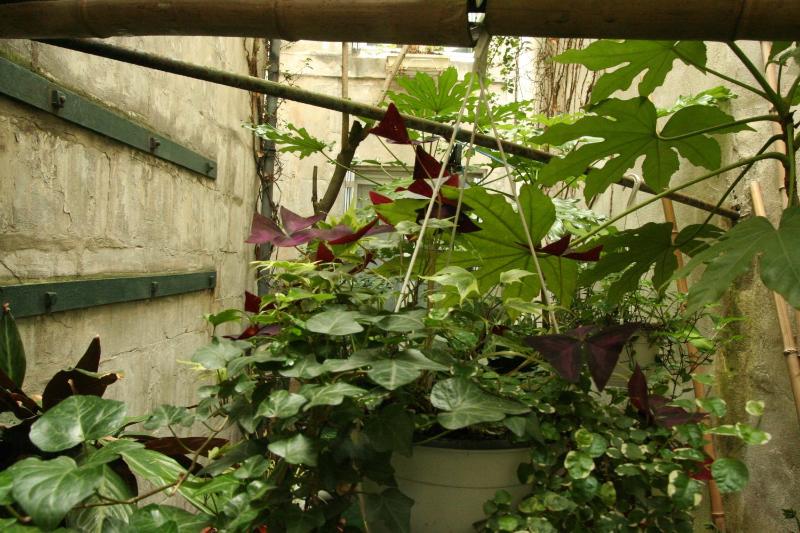 Large Double Room Courtyard Side image 4