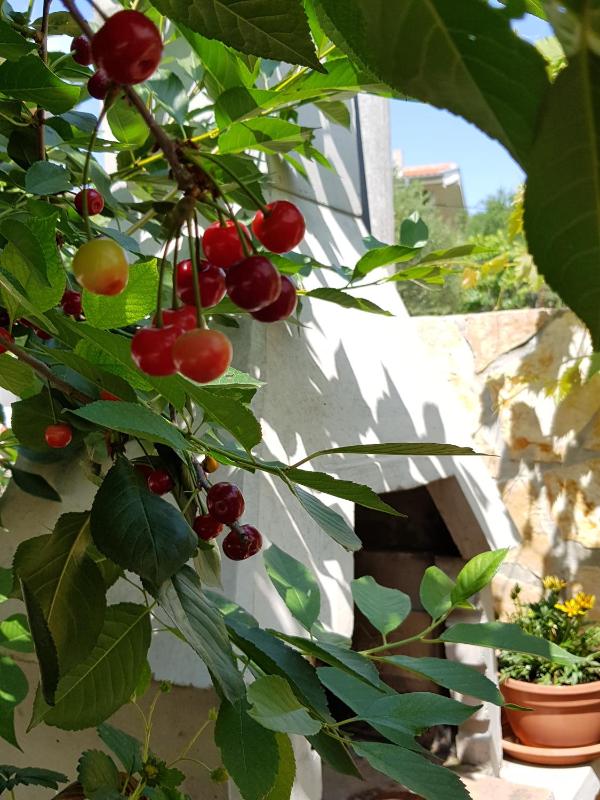 Apartments Toni - image 15