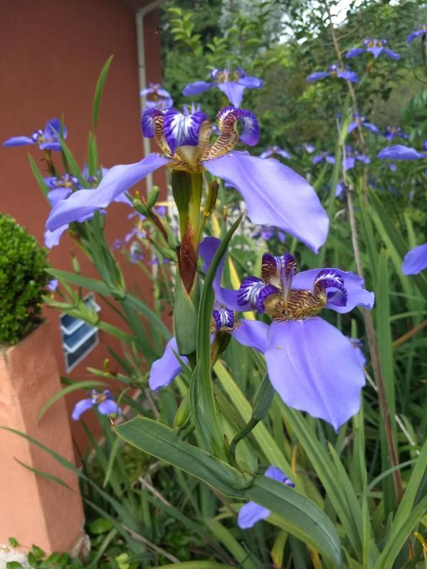 Recantto do Divino B&B - image 2