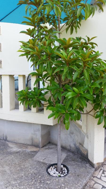 Villa Tiha - image 8