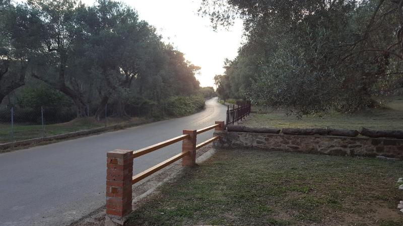 Olive Paradise - image 7