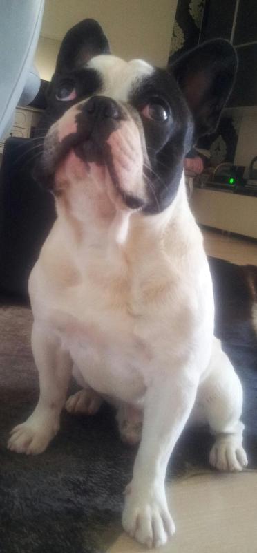 Studio Apartment image 2