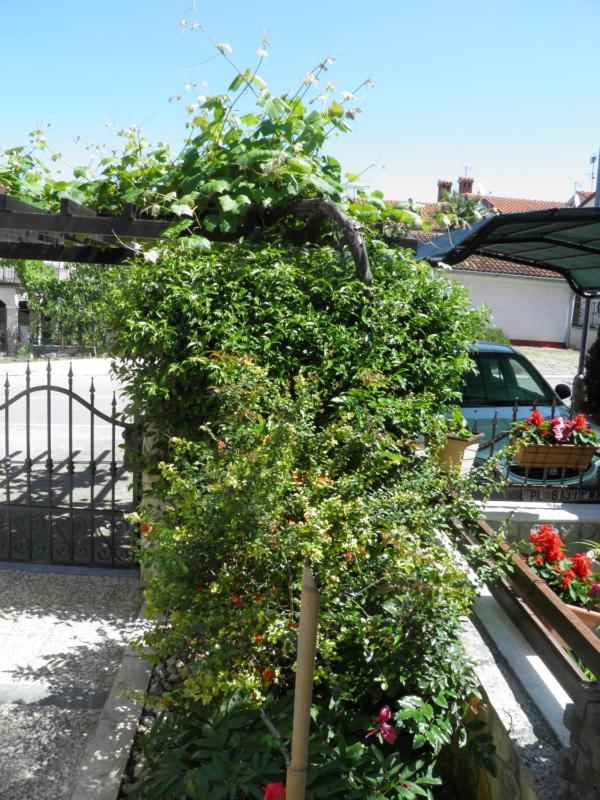Apartment with Terrace image 1
