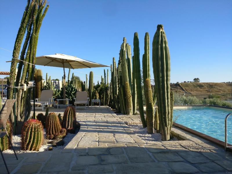 Garden Cactus - image 22