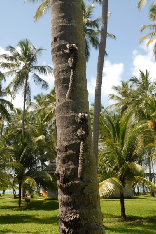 Pontal dos Carneiros Beach Bungalows - image 39