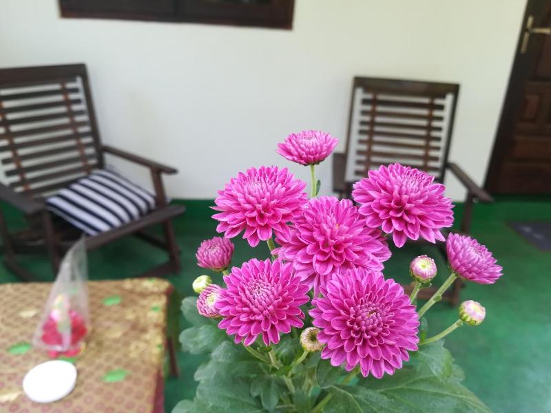 Sigiriya Lakmal Resort - image 12