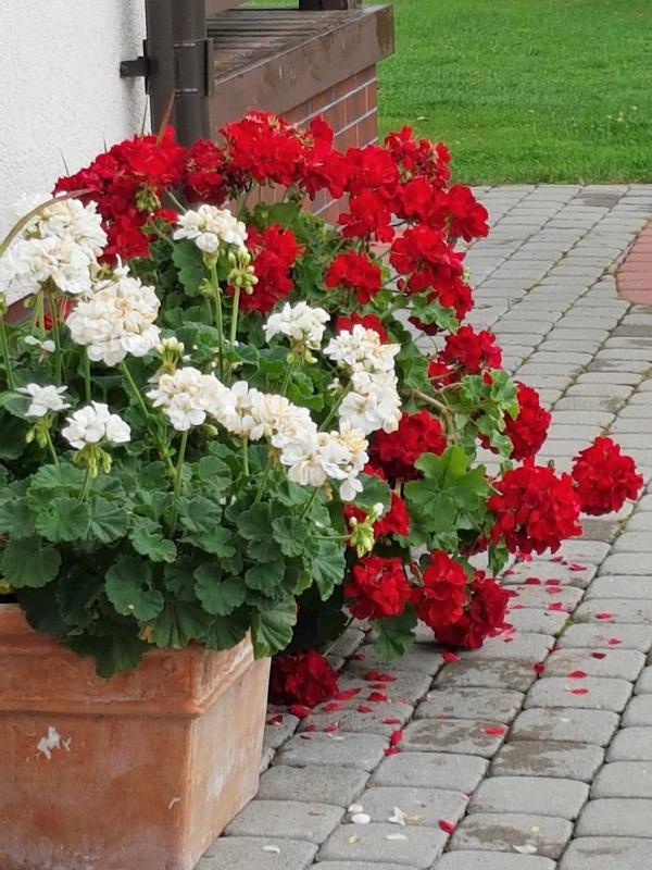 Superior Villa image 2