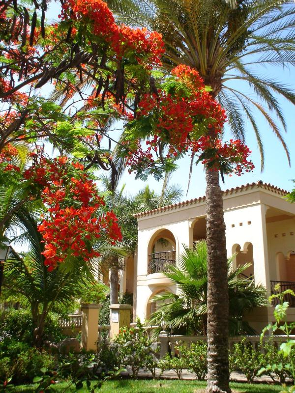 Palm Oasis Maspalomas - image 6