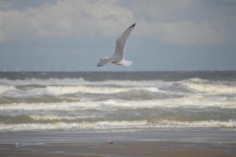 Huisjes aan zee - image 2