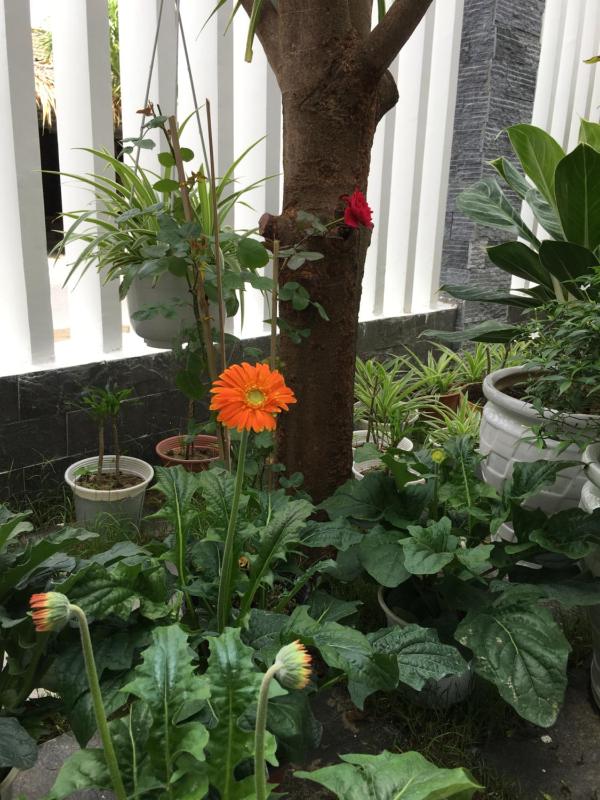 An Bang Scent Beach Homestay - image 13