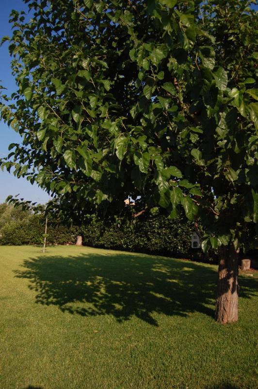 Villa Garden - image 20