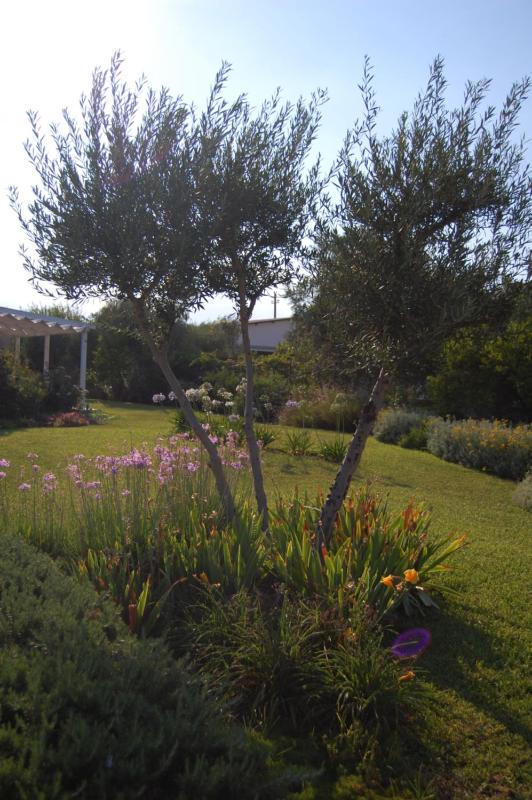 Villa Garden - image 35