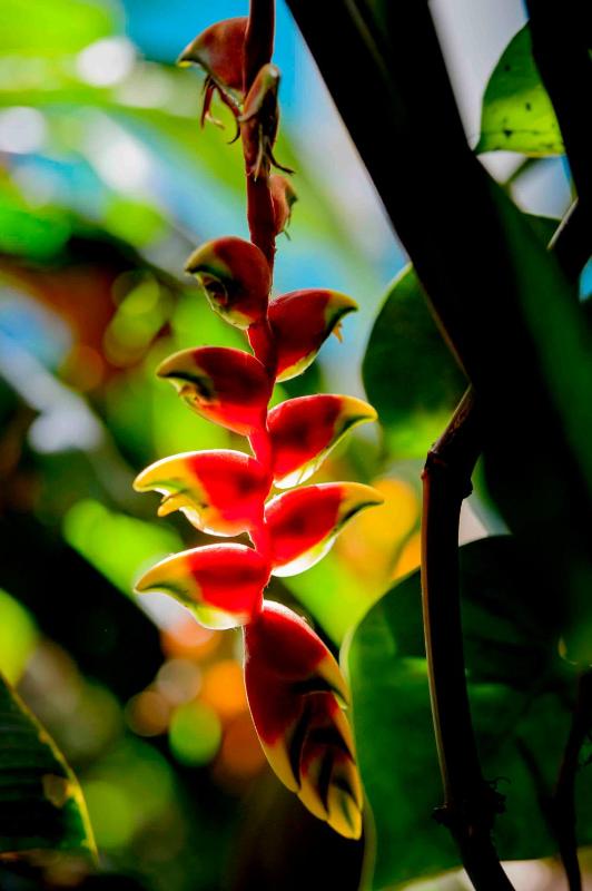 Secret Garden Iguazu - image 22