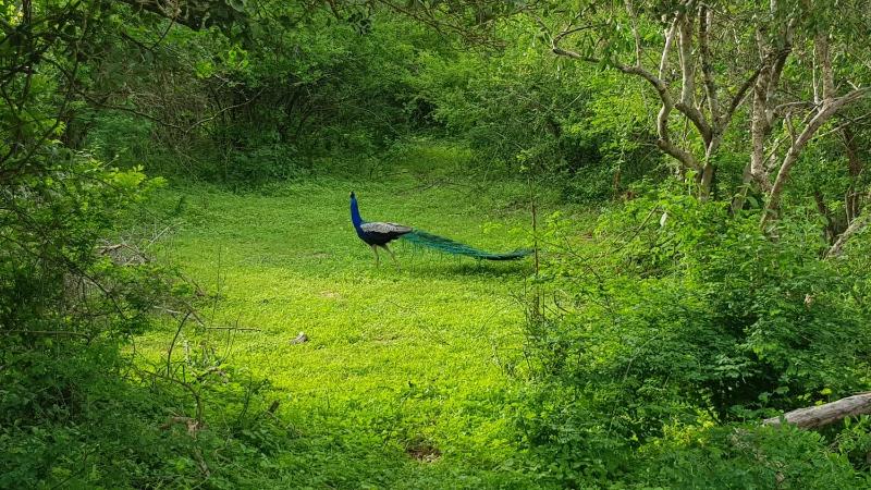 Sigiriya Lakmal Resort - image 7