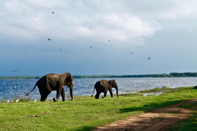 Sigiriya Lakmal Resort - image 8