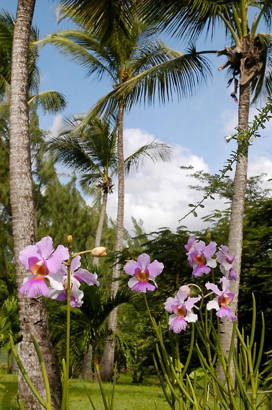 Young Island Resort - image 16