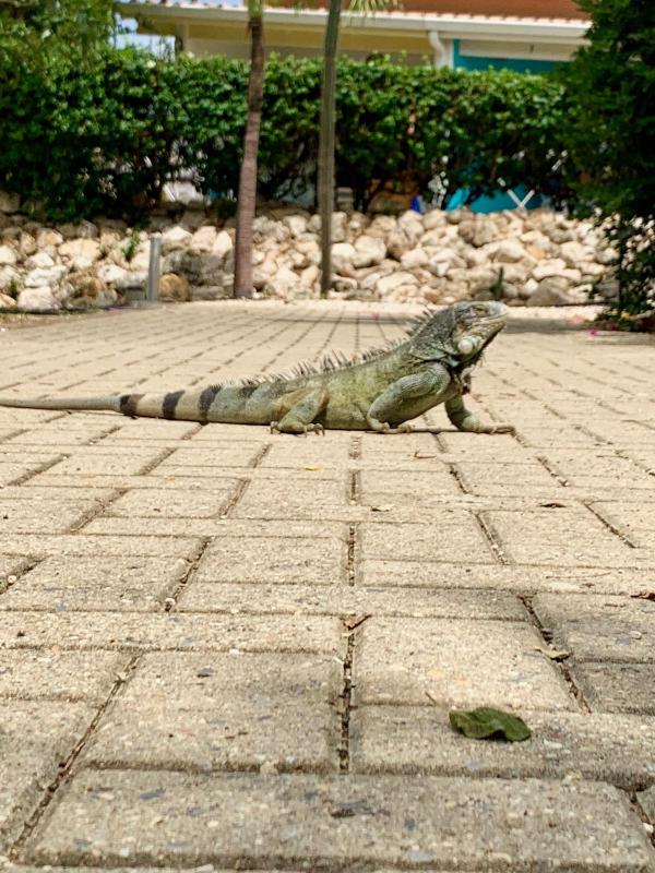 Bon Bini na Curacao - image 17