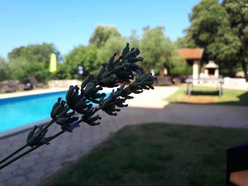 Guesthouse ''Barboska'' - big outdoor swimming pool & private tennis court - image 16