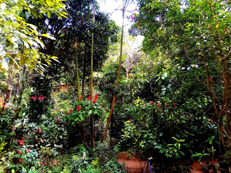 Ella Jungle Inn Homestay And Tree House - image 6