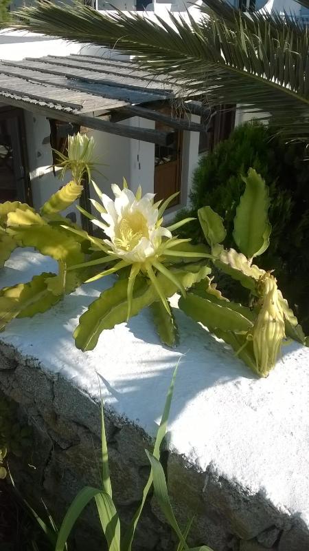 Sourmeli Garden Hotel - image 1