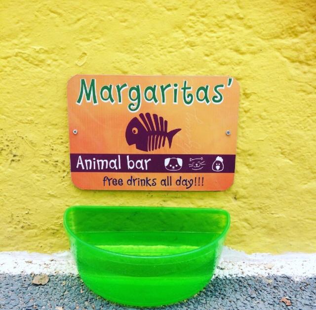 Viva Margarita - image 9