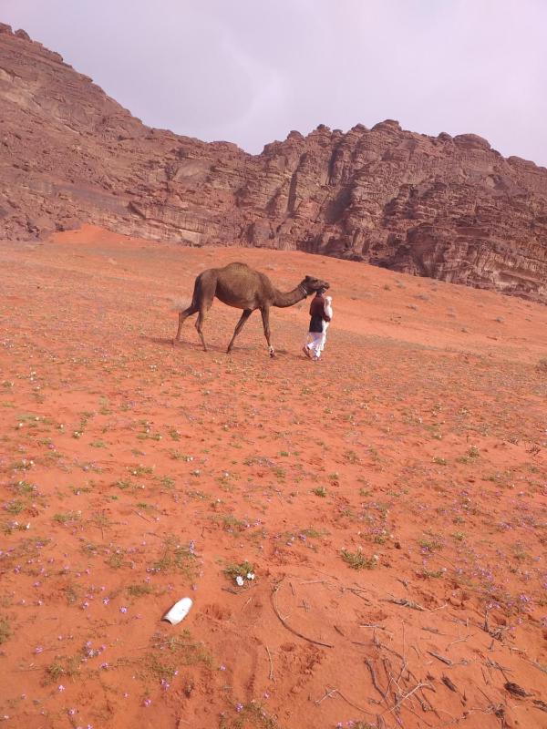 Star City Camp wadirum - image 12