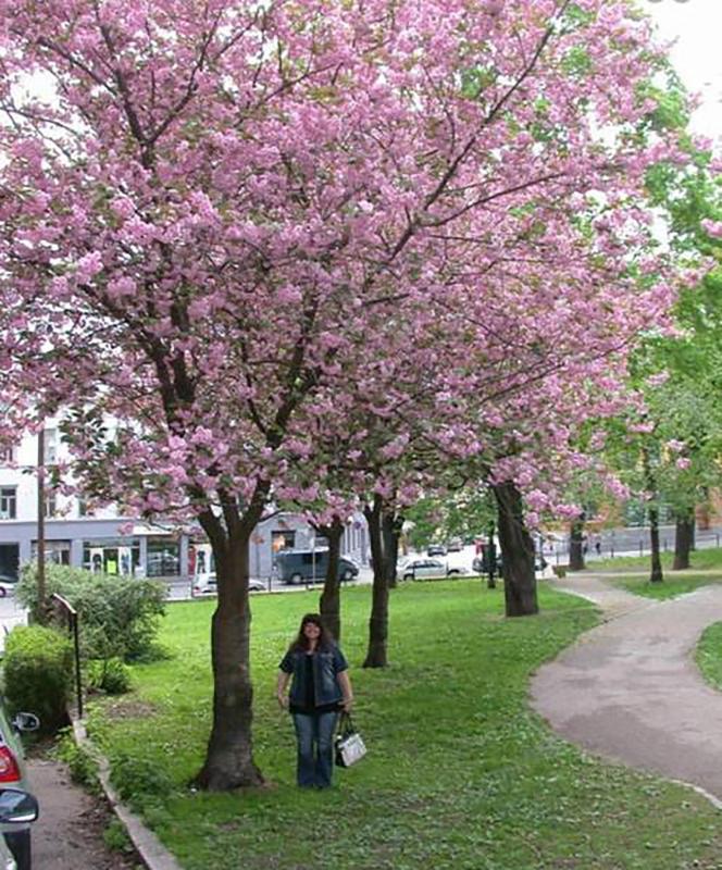 Two-Bedroom Apartment image 2