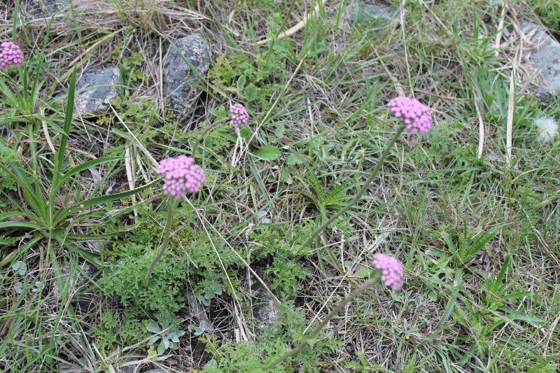 Las Golondrinas - image 6