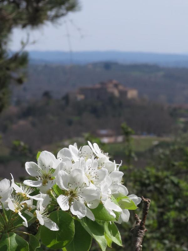 Borgo La Torre alle Tolfe - image 49