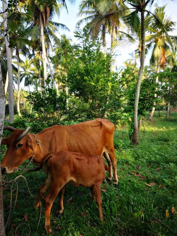 Anodawa Boutique Villa - image 22