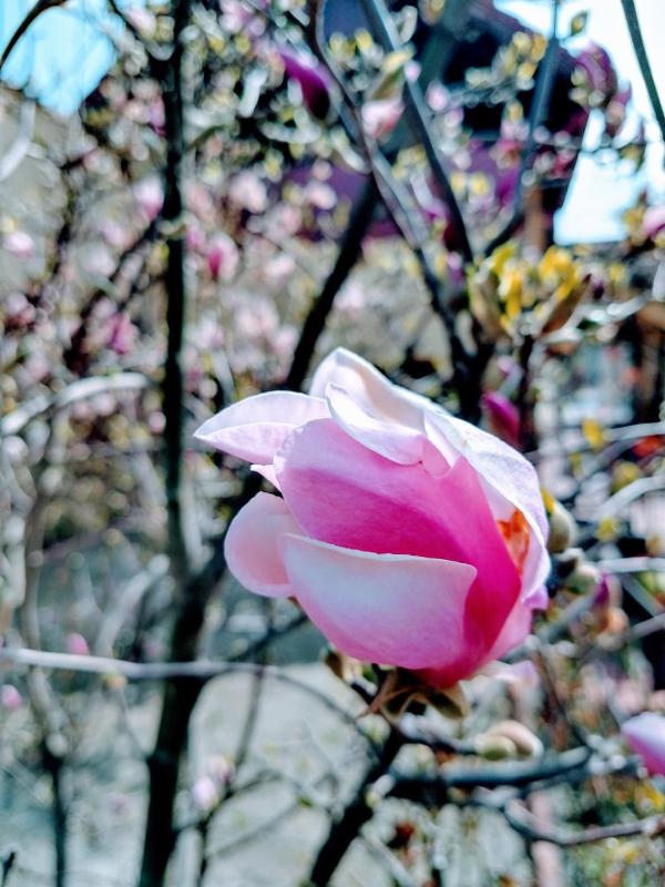 Pensiunea Magnolia - image 6