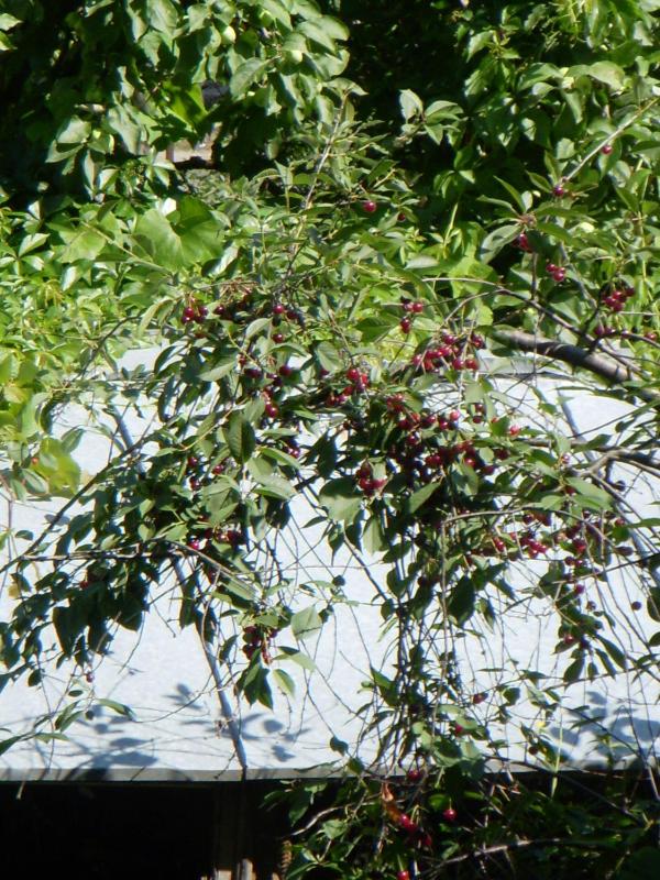 Baltasis Perlas - image 12