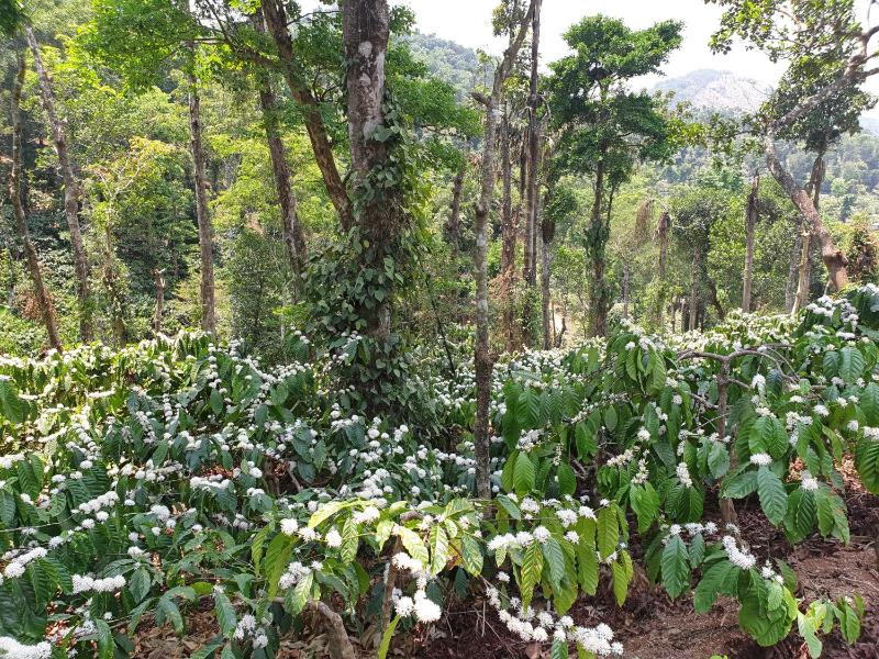 Sunset Valley Homestay - image 39